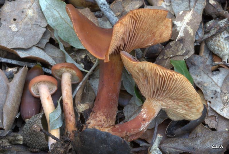 Lactarius atlanticus